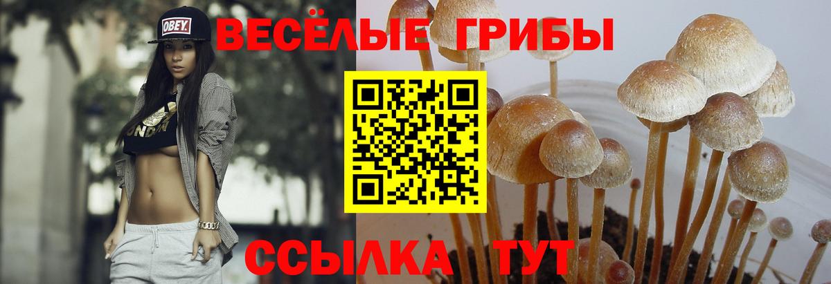 Партизанск  Псилоцибиновые грибы мицелий  Вход с VPN  Галлюциногенные грибы Magic Shrooms 